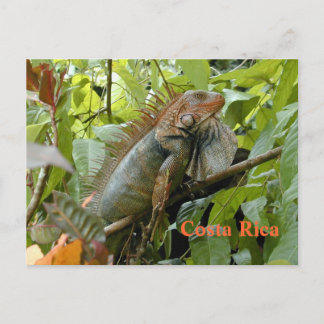 Cartão postal Iguana Costa Rica