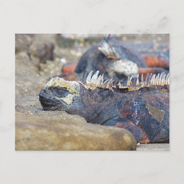 cartão postal iguana galapagos dormindo (Frente)