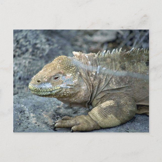 Cartão Postal Iguana, Ilhas Galápagos (Frente)