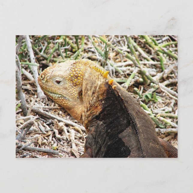 Cartão Postal Iguana, Isla Seymour, Galápagos. (Frente)