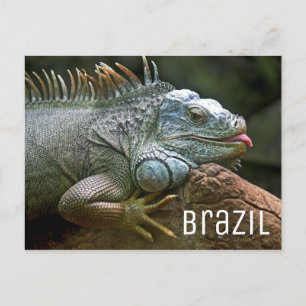 Cartão Postal Iguana Lizard Brasil