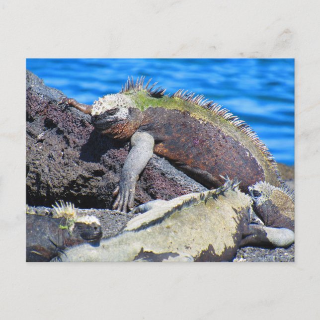 Cartão Postal iguana marinha das Galápagos (Frente)
