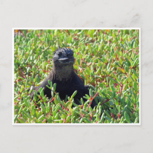 Cartão Postal iguana marinha das Galápagos