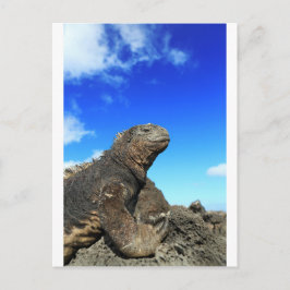 Cartão Postal Iguana marinha de Galápagos tomando sol