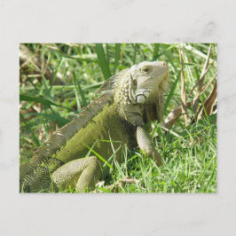 Cartão Postal Iguana Porto Rico