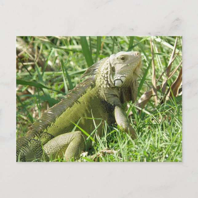 Cartão Postal Iguana Porto Rico (Frente)