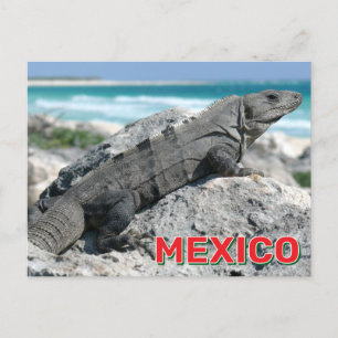 Cartão Postal Iguana Preta Espinosa Que Se Espinou No México