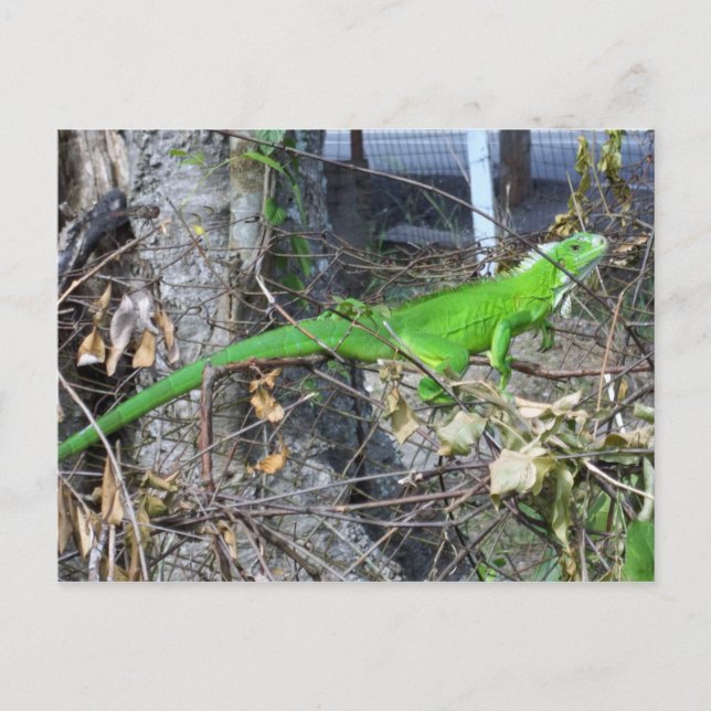 Cartão Postal Iguana Sunbelt em La Romain, Trindade do Sul (Frente)