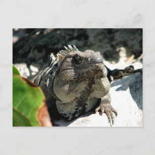 Cartão Postal Iguana, Tulum, México