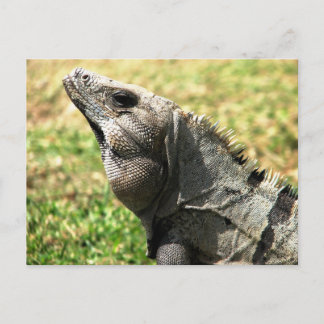 Cartão Postal Iguana, Tulum, México
