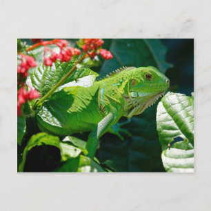 Cartão Postal iguana verde