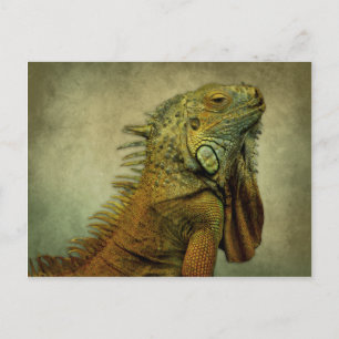 Cartão Postal Iguana Verde