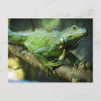Iguana Verde