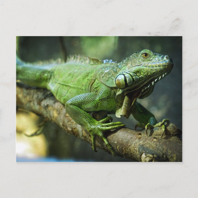 Cartão Postal Iguana Verde (Frente)