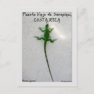 Cartão Postal Iguana verde