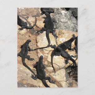 Cartão Postal Iguanas Marinhas, Ilhas las Plazas, Galápagos