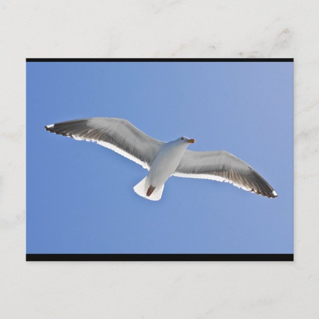 Cartão Postal Ilha Anacapa, Gaivota Ocidental (Frente)