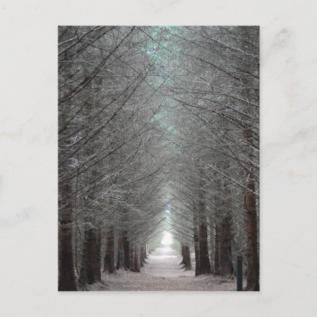 Cartão Postal Ilha da Floresta Mull (Frente)