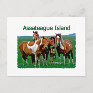 Cartão Postal Ilha de Assateague (família de pôneis)