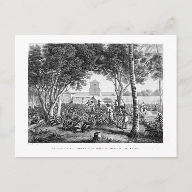 Cartão Postal Ilha de Guam: Nativos no Trabalho no Jardim de t (Frente)