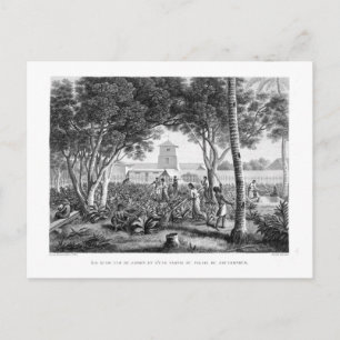 Cartão Postal Ilha de Guam: Nativos no Trabalho no Jardim de t