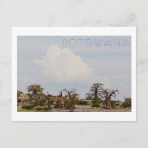 Cartão Postal Ilha de Kubu Árvore Baobá Baobabs Cenéria Botsu