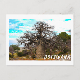 Cartão Postal Ilha de Kubu Árvore Baobá Baobabs Cenéria Botsu