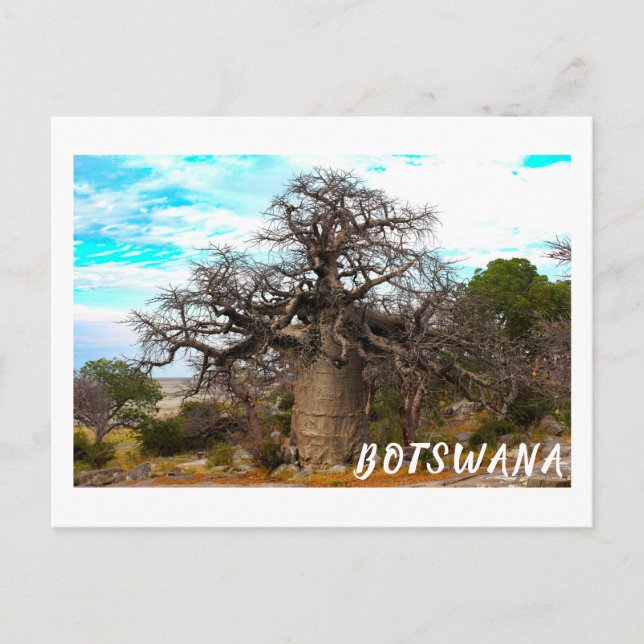 Cartão Postal Ilha de Kubu Árvore Baobá Baobabs Cenéria Botsuana (Frente)