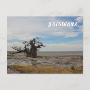 Cartão Postal Ilha de Kubu Árvore Baobá Baobabs Cenéria Botswana
