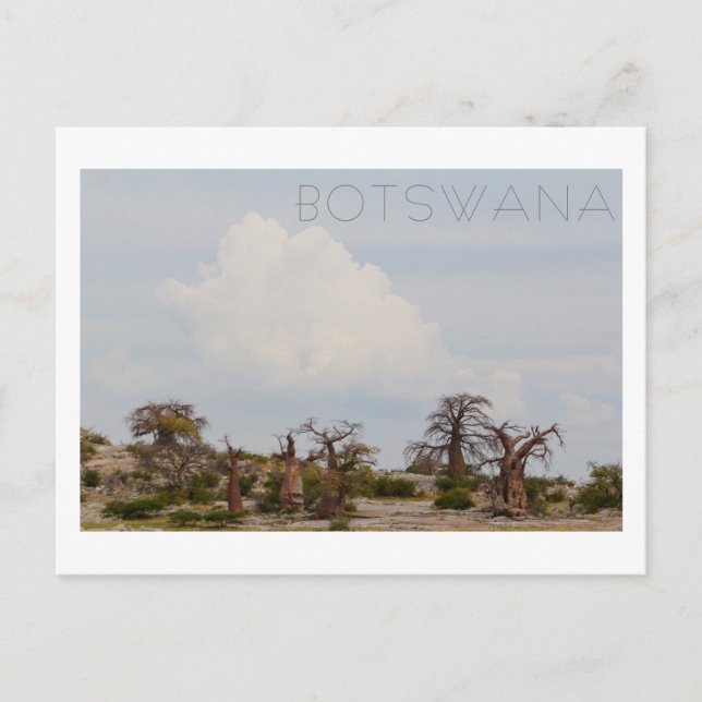 Cartão Postal Ilha de Kubu Árvore Baobá Baobabs Cenéria Botswana (Frente)
