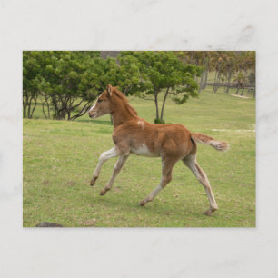 Cartão Postal Ilha de Páscoa também conhecida como Rapa Nui