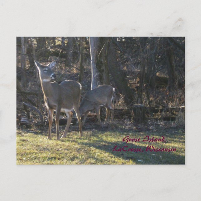 Cartão Postal Ilha Goose, LaCrosse, Wisconsin (Frente)