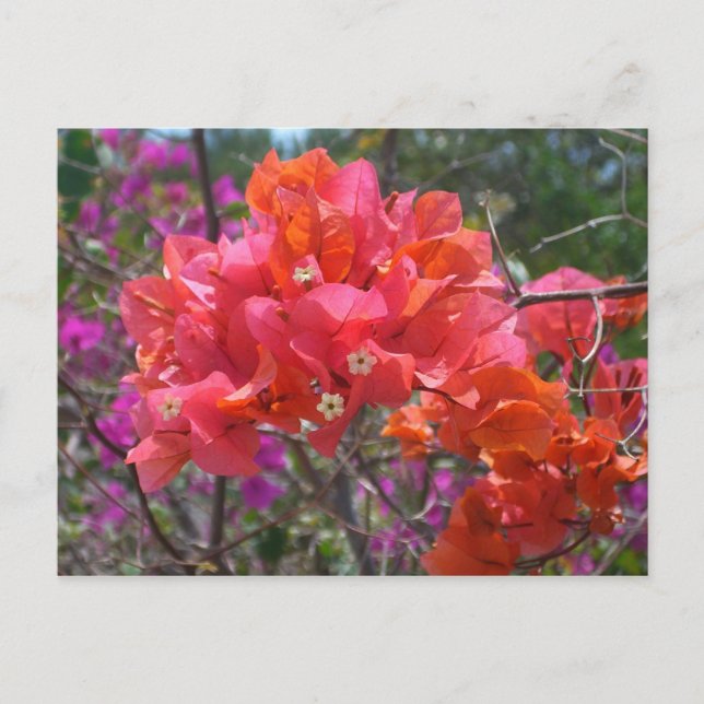 Cartão Postal Ilha Tropical Rosa Bougainvillea Floral (Frente)