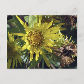 Cartão Postal Ilha Whidbey 2