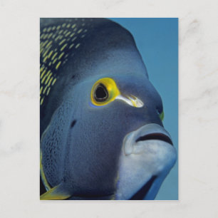 Cartão Postal Ilhas Cayman, Peixe-anjo-francês Pomacanthus