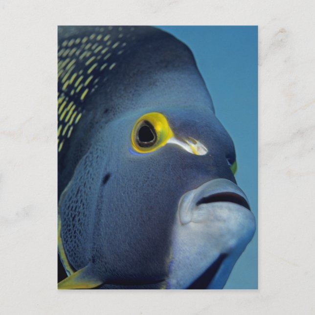Cartão Postal Ilhas Cayman, Peixe-anjo Francês Pomacanthus (Frente)