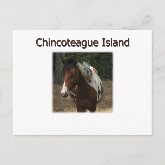 Cartão Postal Ilhas Chincoteague Pony Stallion (Frente)