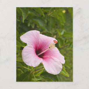 Cartão Postal Ilhas Cook, Atiu. Flor de Hibiscus.