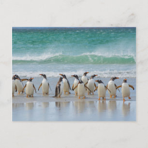 Cartão Postal Ilhas Falkland. Ilha Saunders. Gentoo