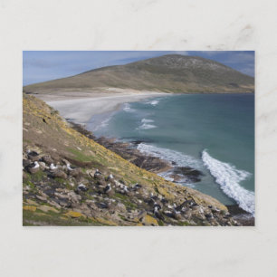 Cartão Postal Ilhas Falkland, West Falkland, Saunders