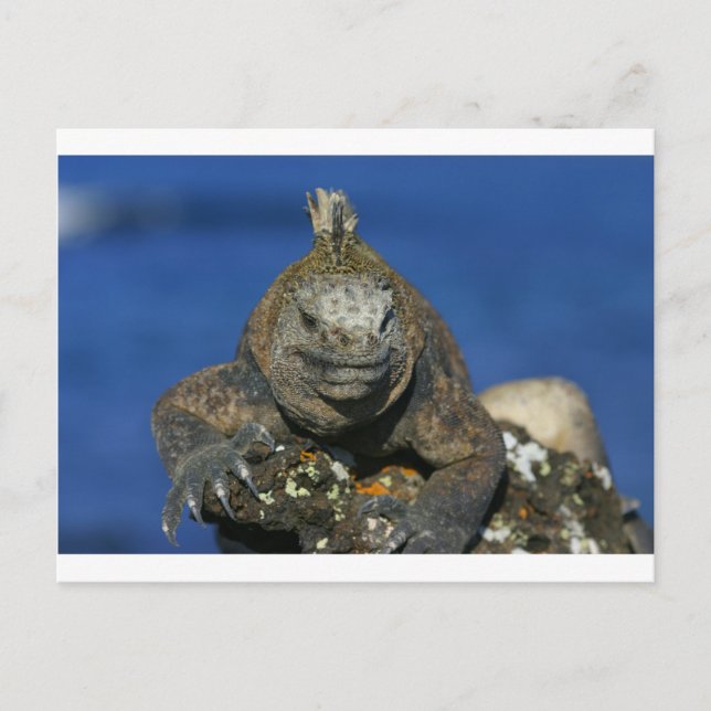 Cartão Postal Ilhas Galápagos da iguana marinha (Frente)