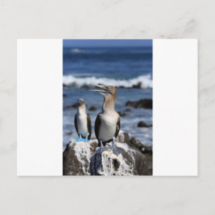 Cartão Postal Ilhas Galápagos, de pés azuis
