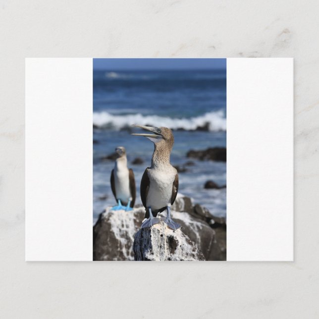 Cartão Postal Ilhas Galápagos, de pés azuis (Frente)