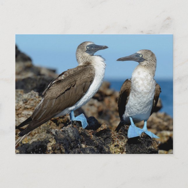 Cartão Postal Ilhas Galápagos, Ilha Isabela (Frente)