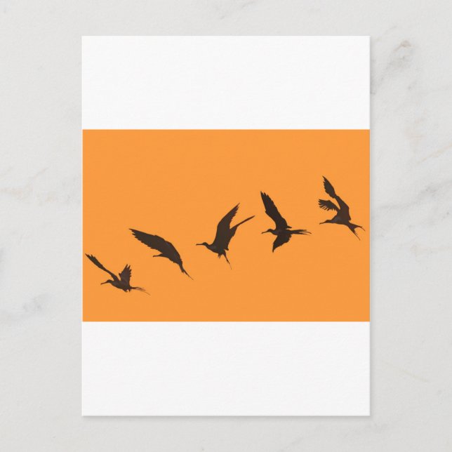 Cartão Postal Ilhas Galápagos, uma magnífica fragata (Frente)