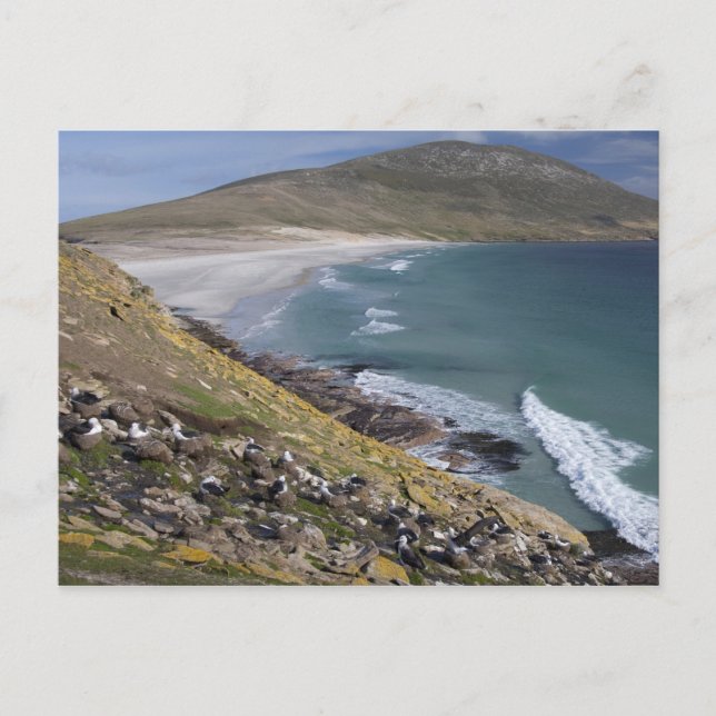 Cartão Postal Ilhas Malvinas, Malvinas Ocidental, Saunders (Frente)