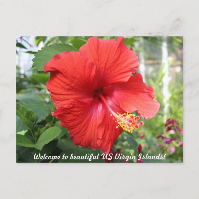 Cartão Postal Ilhas Virgens dos EUA - Hibiscus (Frente)