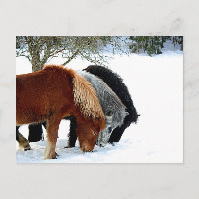Cartão Postal IlhasHästar - Häst (Frente)