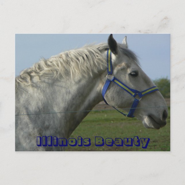 Cartão Postal Illinois Beauty (Frente)