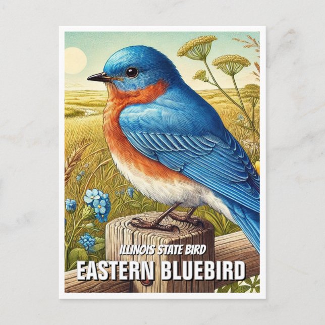 Cartão Postal Illinois State Bird Eastern Bluebird (Frente)